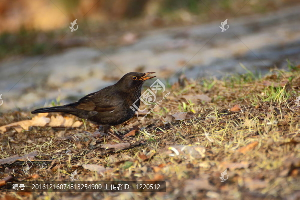 女性的黑鳥(niǎo)