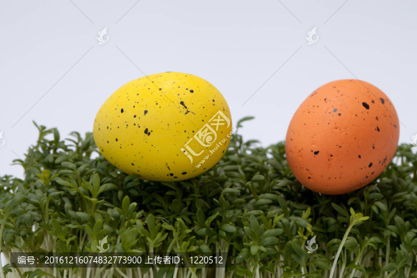 復(fù)活節(jié)彩蛋在鮮綠的碎米薺