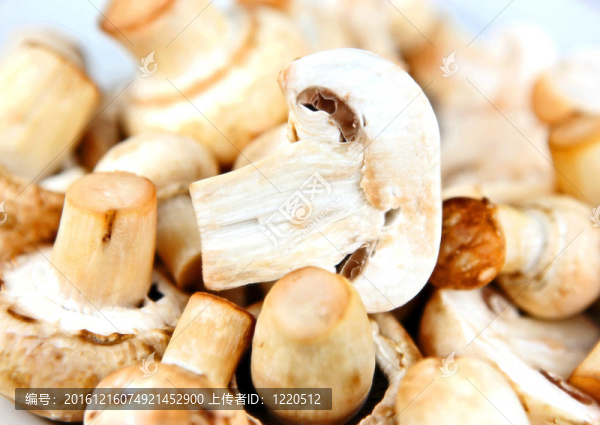 食用菌
