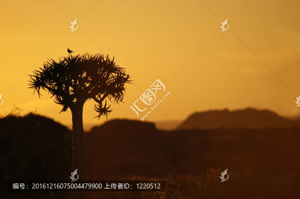 鳥兒在箭袋樹上日落