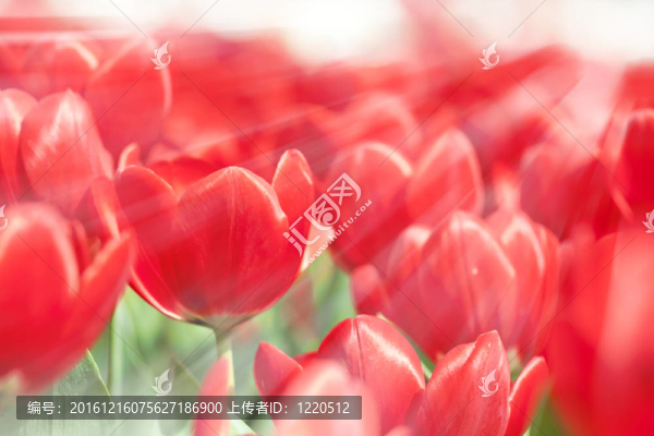 春天的郁金香花