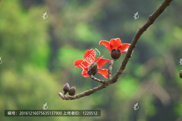 春天的棉花花