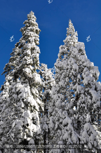 覆雪松樹