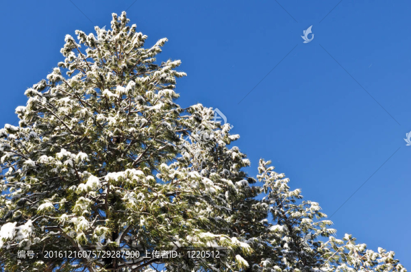 覆雪松樹
