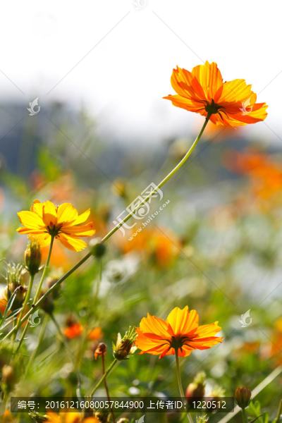 花黃色的花