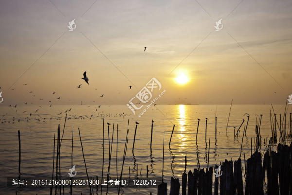 海鷗和海景