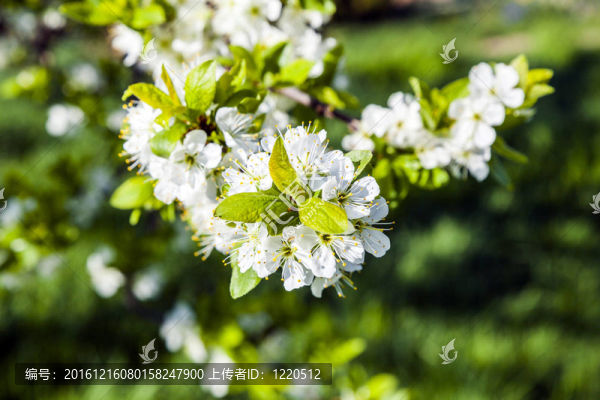 一棵開(kāi)花的樹(shù)