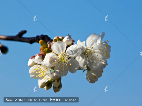 櫻桃樹(shù)