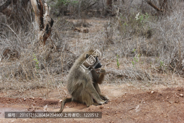 Baboon（狒狒狗頭人身的）