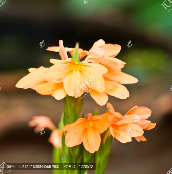美麗的春天的花朵