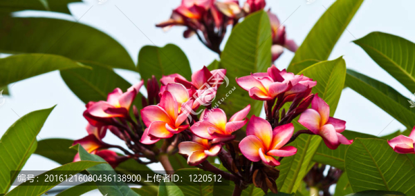 雞蛋花，雞蛋花；