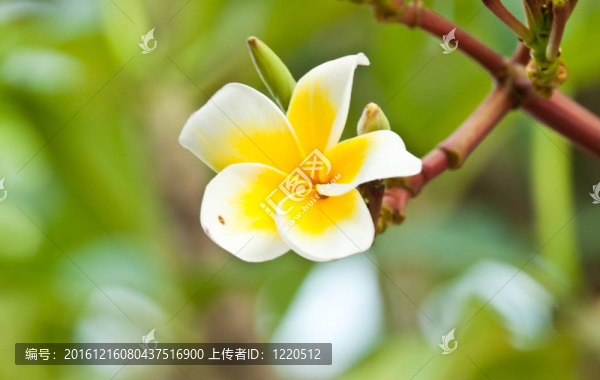 雞蛋花，雞蛋花；