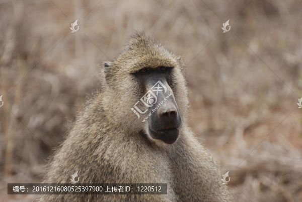 Baboon（狒狒狗頭人身的）