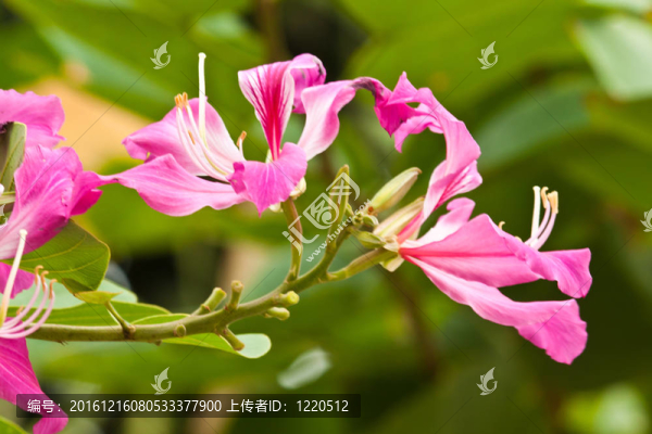 美麗的春天的花朵