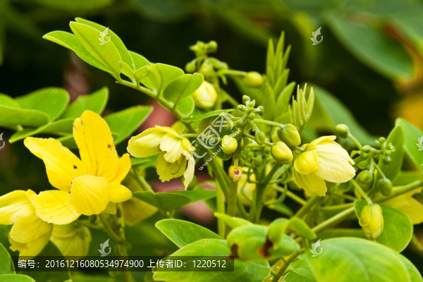 美麗的春天的花朵