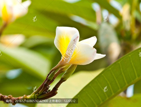 雞蛋花，雞蛋花；