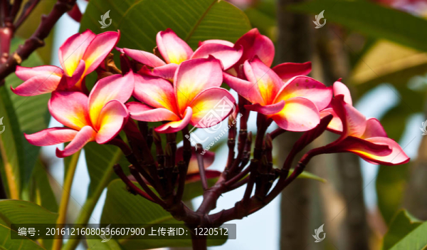 雞蛋花，雞蛋花；