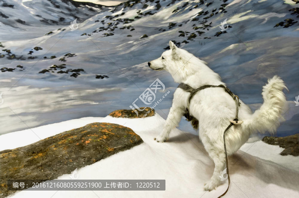 北極狼