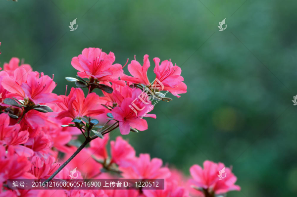 杜鵑花