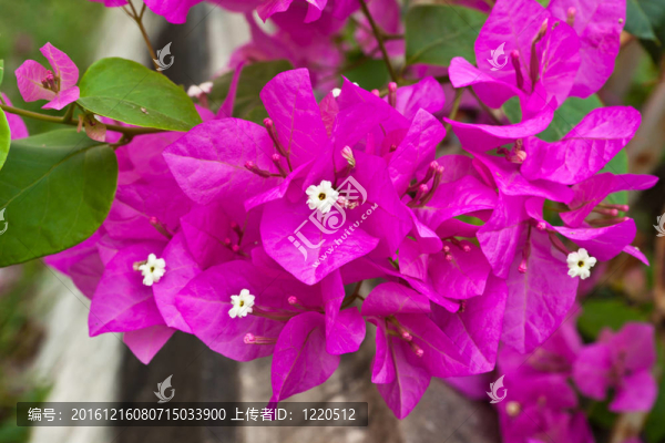 九重葛紙花