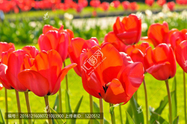 公園里的郁金香花圖片