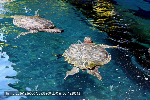 龜湖