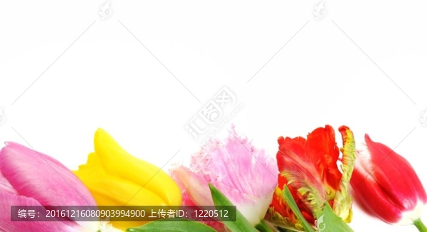 美麗的郁金香花緣