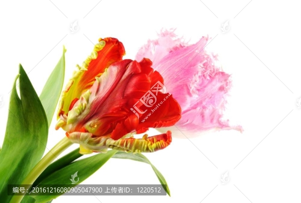美麗的郁金香花