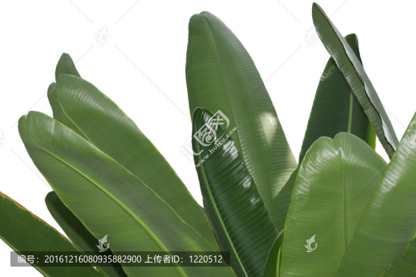 香蕉葉