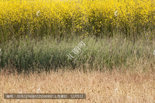 芥末場(chǎng)摘要