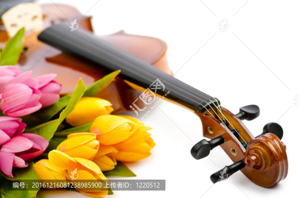 白色的小提琴和郁金香花
