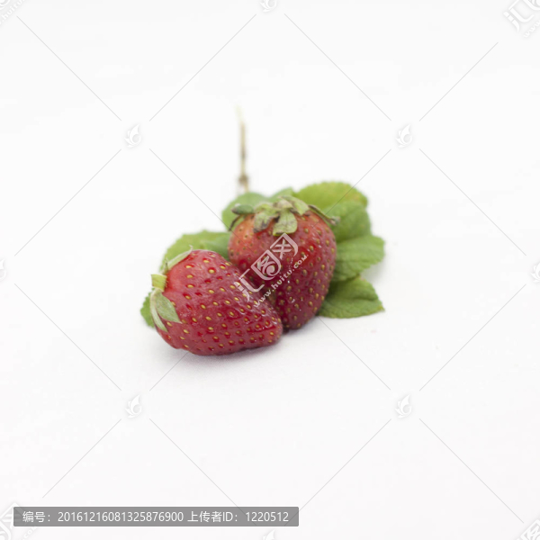 草莓果實