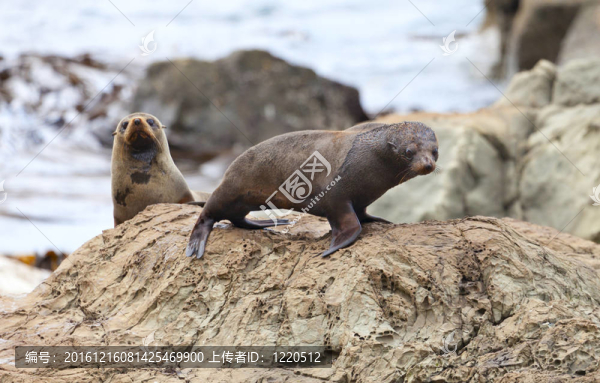海獅的生活