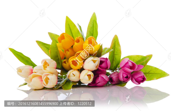 郁金香花在白色上分離