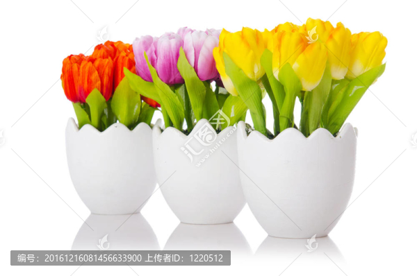 郁金香花在白色上分離