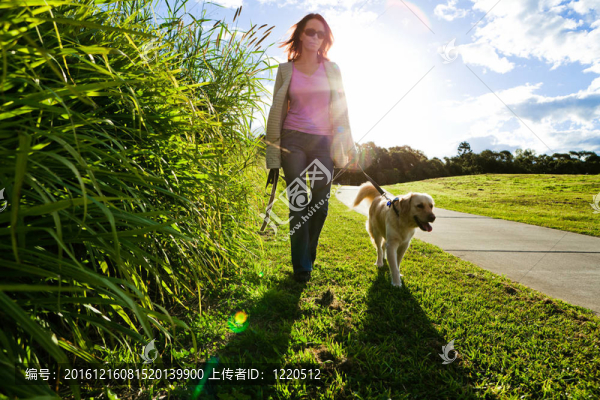 年輕的女人和金毛散步