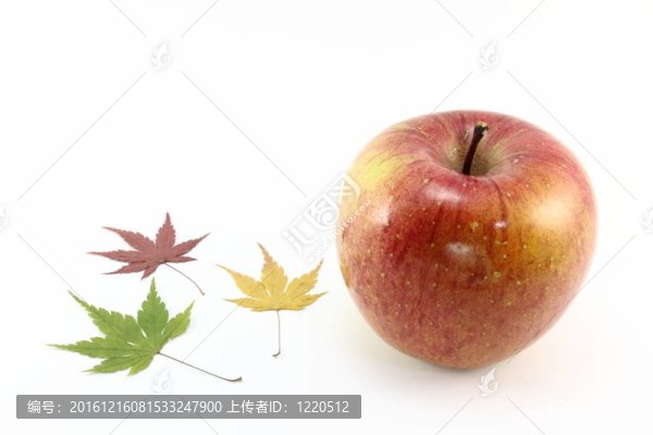 楓樹和蘋果