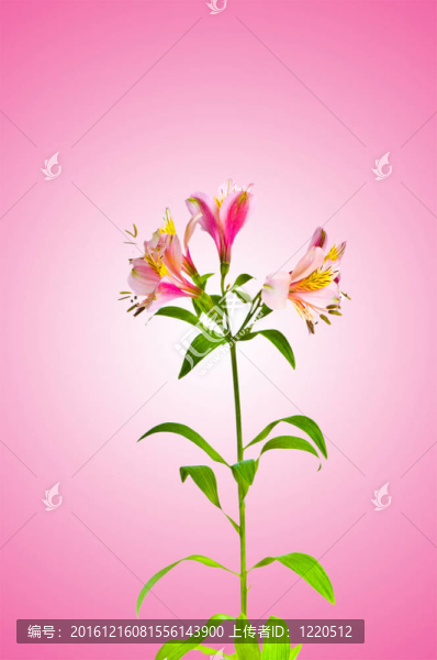 漸變背景的彩色百合