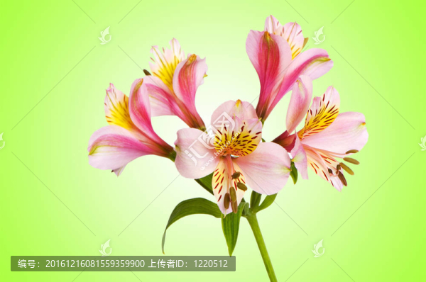 漸變背景的彩色百合