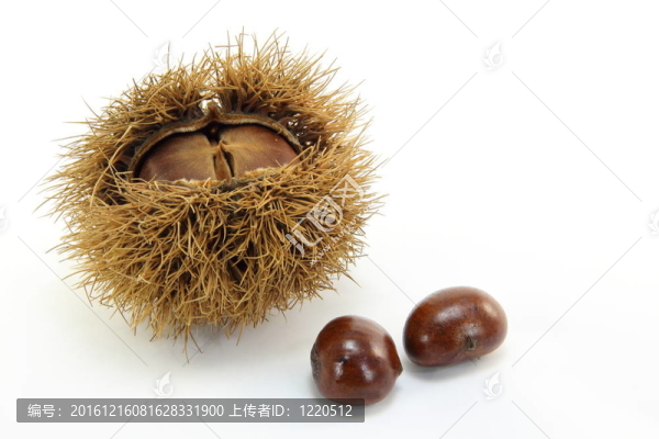 栗子