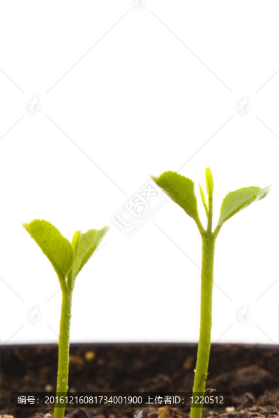 年輕的植物