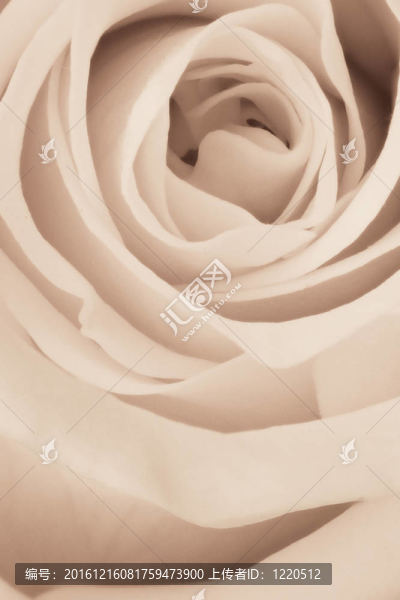 白玫瑰特寫