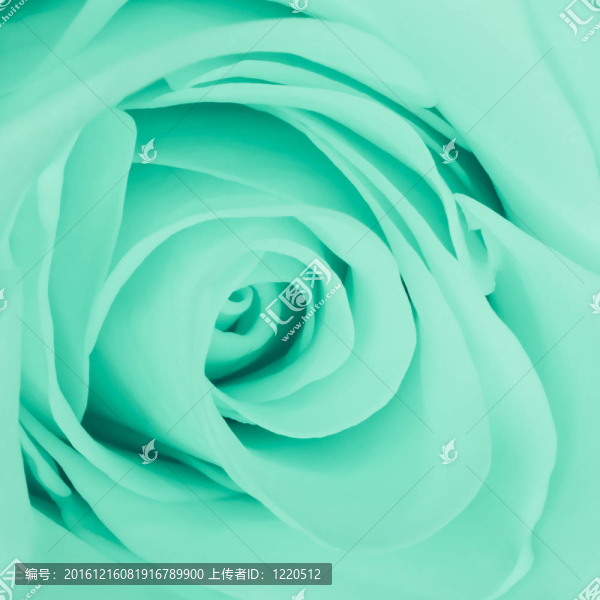 綠薔薇特寫
