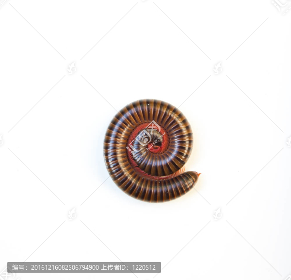 在白色背景milipede