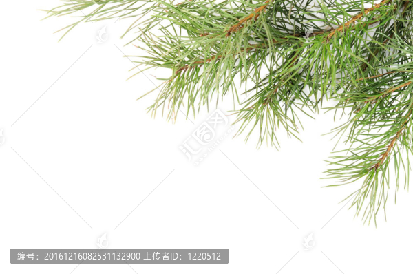 圣誕樹的樹枝