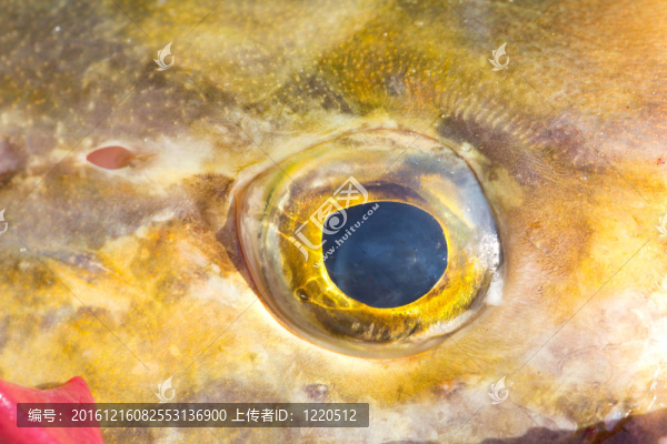 眼魚近2