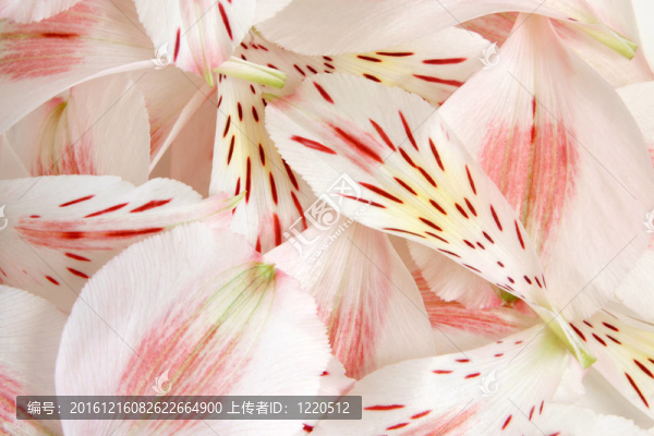 特寫花瓣六出花