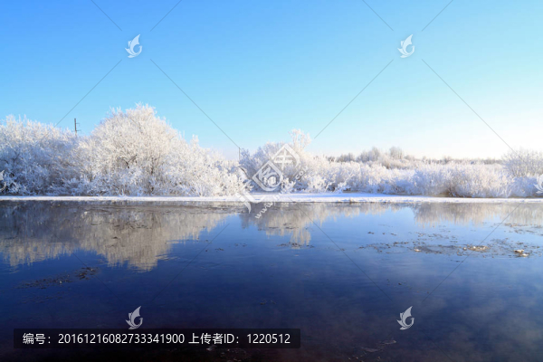 海岸上的雪灌木
