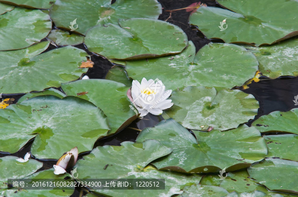 水百合。