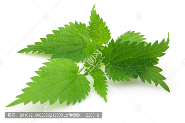 葉蕁麻